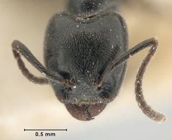 Media type: image;   Entomology 21265 Aspect: head frontal view